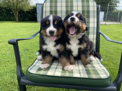 IKC Registered Bernese Mountain Dog puppies in Kilkenny