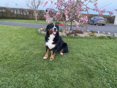 IKC Registered Bernese Mountain Dog puppies in Kilkenny