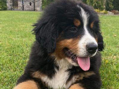IKC Registered Bernese Mountain Dog puppies in Kilkenny