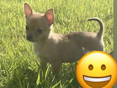 Female fawn merle Chihuahua puppy in Limerick