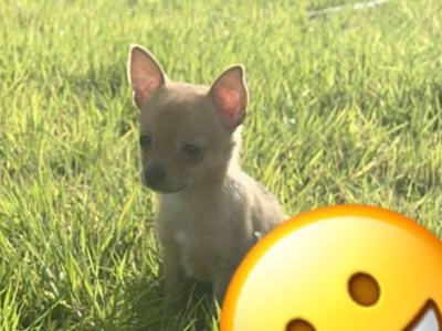 Female fawn merle Chihuahua puppy in Limerick