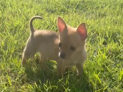 Female fawn merle Chihuahua puppy in Limerick
