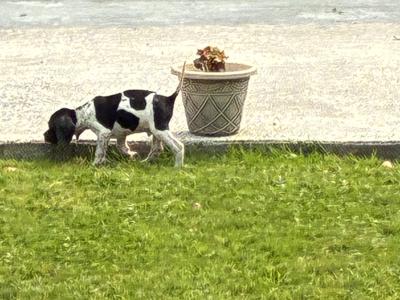 IKC Registered Pointer puppies in Tipperary