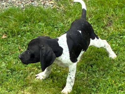 IKC Registered Pointer puppies in Tipperary
