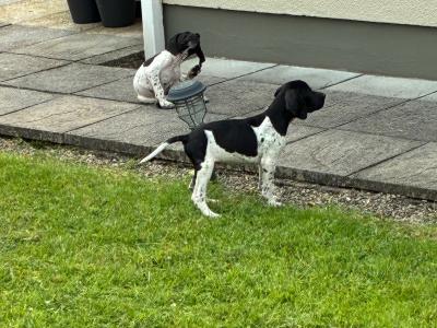 IKC Registered Pointer puppies in Tipperary