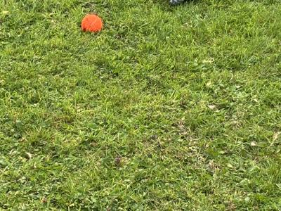 IKC Registered Pointer puppies in Tipperary