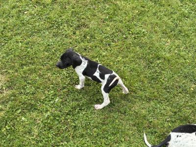 IKC Registered Pointer puppies in Tipperary