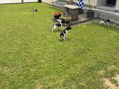 IKC Registered Pointer puppies in Tipperary