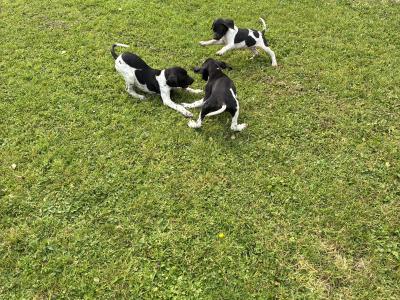 IKC Registered Pointer puppies in Tipperary