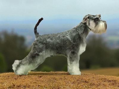 IKC Registered Schnauzer puppies – Genetically Health-tested Mammy & Very Well-bred ✨