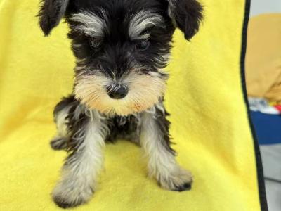 IKC Registered Miniature Schnauzer puppies in Greystones