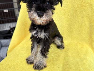IKC Registered Miniature Schnauzer puppies in Greystones