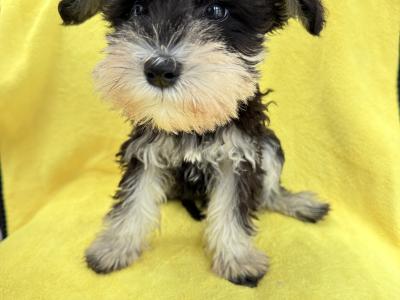 IKC Registered Miniature Schnauzer puppies in Greystones
