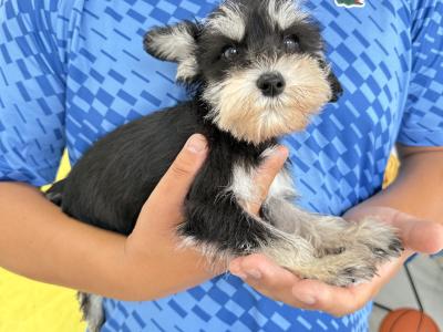 IKC Registered Miniature Schnauzer puppies in Greystones