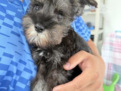 IKC Registered Miniature Schnauzer puppies in Greystones