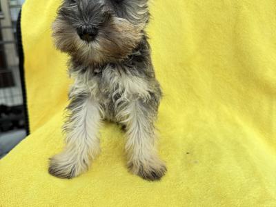 IKC Registered Miniature Schnauzer puppies in Greystones