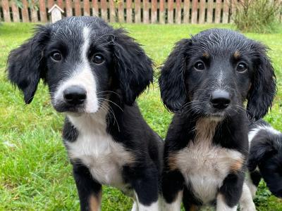 Springer Spaniel x Border Collie puppies in Leitrim