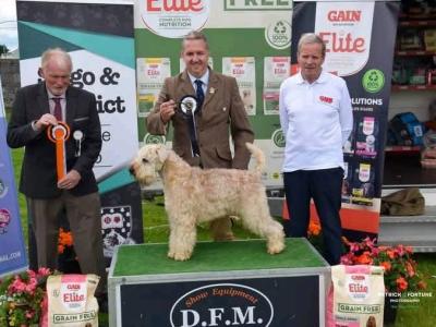 Beautifully Planned Litter of IKC Registered Soft Coated Wheaten Terrier puppies for sale in Armagh