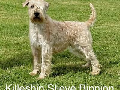 Beautifully Planned Litter of IKC Registered Soft Coated Wheaten Terrier puppies for sale in Armagh