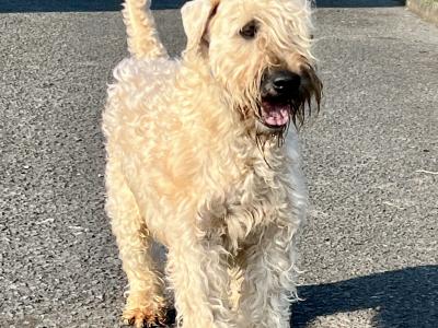 Beautifully Planned Litter of IKC Registered Soft Coated Wheaten Terrier puppies for sale in Armagh