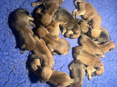 Beautifully Planned Litter of IKC Registered Soft Coated Wheaten Terrier puppies for sale in Armagh