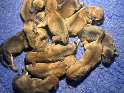 Beautifully Planned Litter of IKC Registered Soft Coated Wheaten Terrier puppies for sale in Armagh