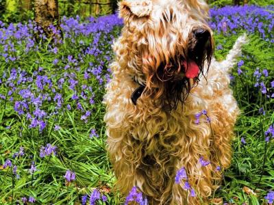 Beautifully Planned Litter of IKC Registered Soft Coated Wheaten Terrier puppies for sale in Armagh