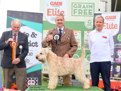 Beautifully Planned Litter of IKC Registered Soft Coated Wheaten Terrier puppies for sale in Armagh