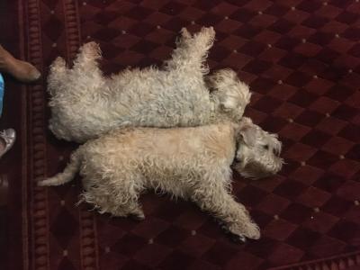 Beautifully Planned Litter of IKC Registered Soft Coated Wheaten Terrier puppies for sale in Armagh