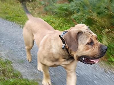 Beautiful male Boerboel puppy 15 months old in Carlow
