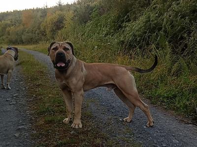 Beautiful male Boerboel puppy 15 months old in Carlow