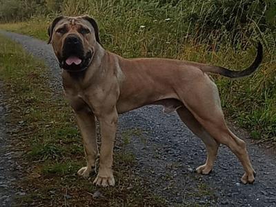 Beautiful male Boerboel puppy 15 months old in Carlow