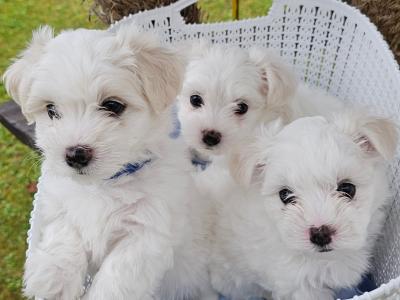 Purebred Maltese puppies in Sligo