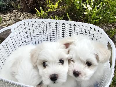 Purebred Maltese puppies in Sligo