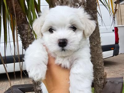Purebred Maltese puppies in Sligo