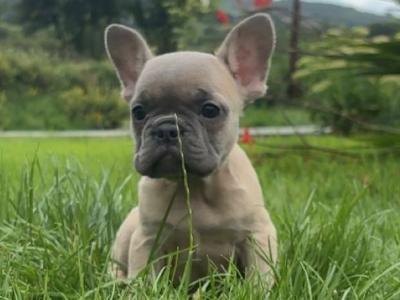 French Bulldog puppies in Donegal