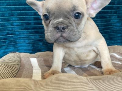 French Bulldog puppies in Donegal