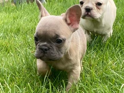 French Bulldog puppies in Donegal