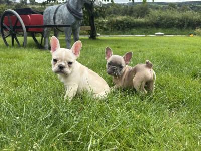 French Bulldog puppies in Donegal