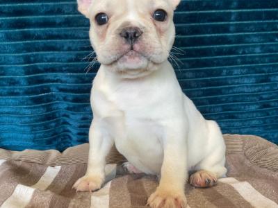 French Bulldog puppies in Donegal