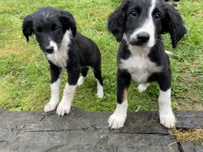 Springer Spaniel x Border Collie puppies in Leitrim
