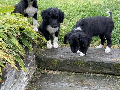 Springer Spaniel x Border Collie puppies in Leitrim