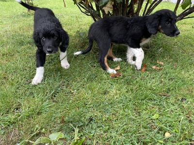 Springer Spaniel x Border Collie puppies in Leitrim
