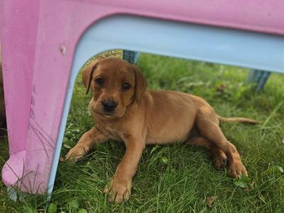 Fox Red Labradors puppies in Galway