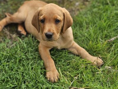 Fox Red Labradors puppies in Galway