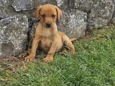 Fox Red Labradors puppies in Galway