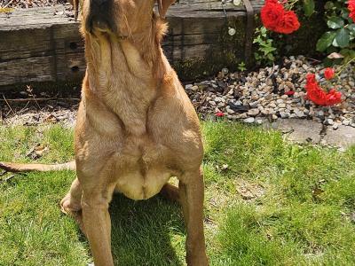 Fox Red Labradors puppies in Galway