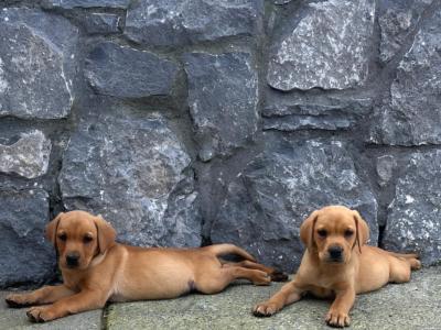 Fox Red Labradors puppies in Galway