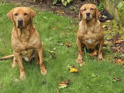 Fox Red Labradors puppies in Galway