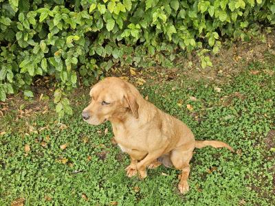 Fox Red Labradors puppies in Galway